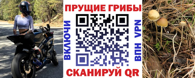 Псилоцибиновые грибы Psilocybe  Нижнеудинск 
